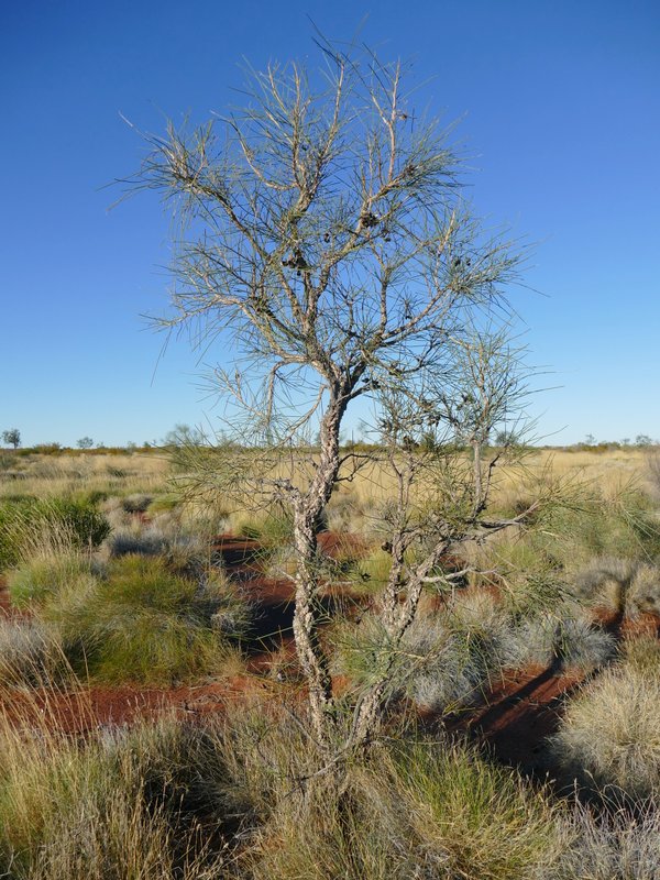 Ian Fraser, talking naturally The Great Sandy Desert 3, trees and herbs