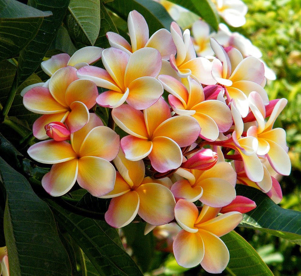 ESSENCE OF ROCK Fragrant Plumeria