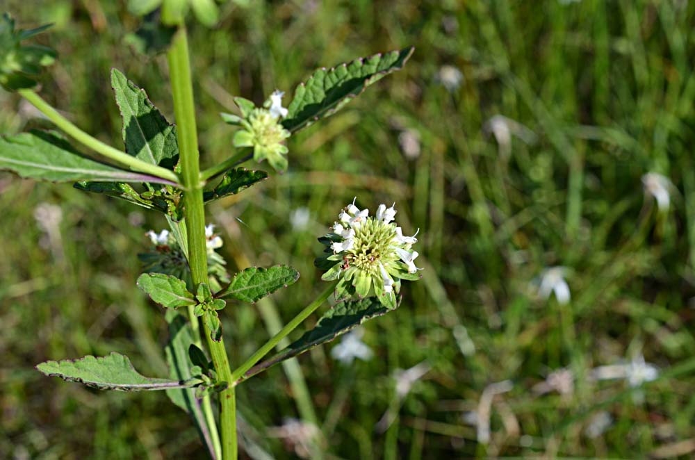 Space Coast Wildflowers: Summer in Tosohatchee, August 3, 2012