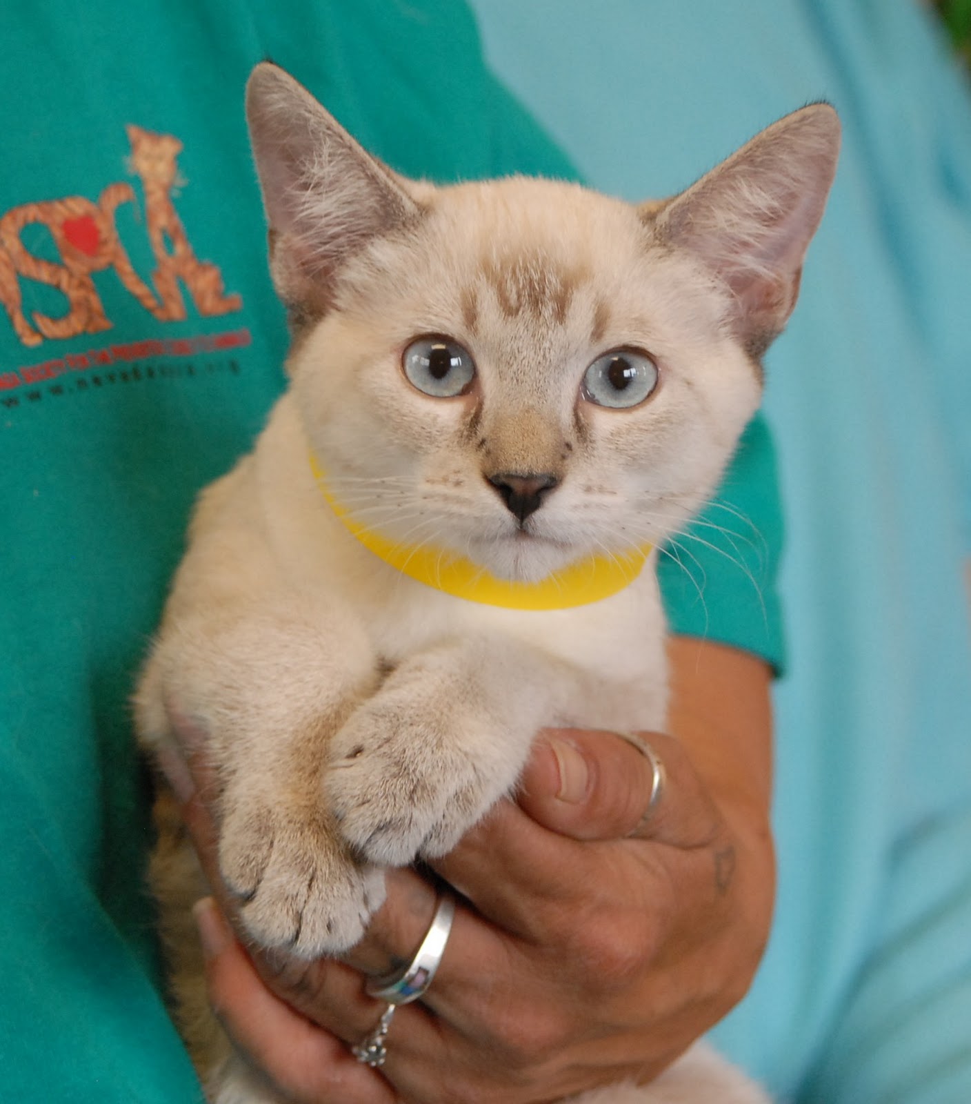 Lynx Point Siamese kittens debuting for adoption!