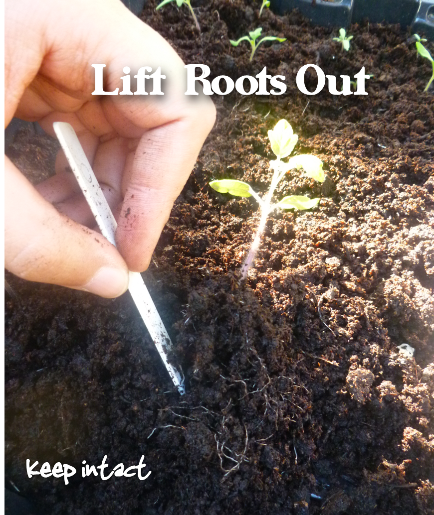 Repotting Baby Tomato Plants In 5 Steps