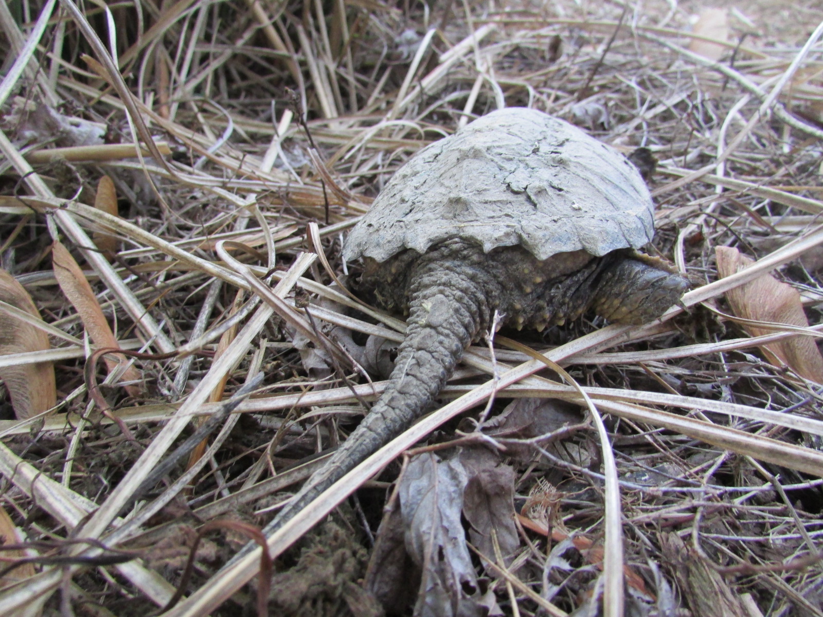 Murray & Candace's Adventures: Juvenile snapping turtle...