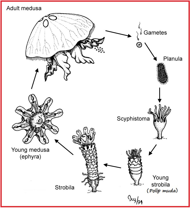 Metagenesis ubur ubur