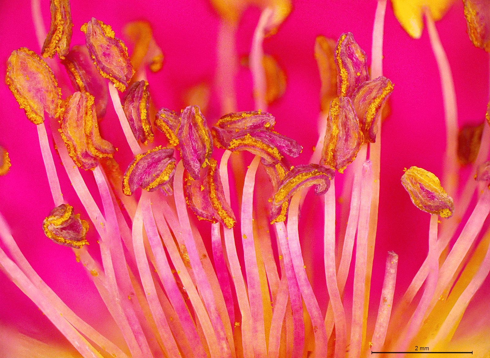 Scanning Electron Microscope Blog Roses More Beautiful Up Close