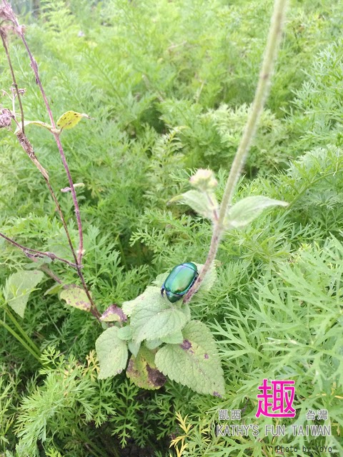 新竹縣北埔鄉。田野情趣南埔村生態體驗行 - 第38張圖 新竹縣北埔鄉。田野情趣南埔村生態體驗行