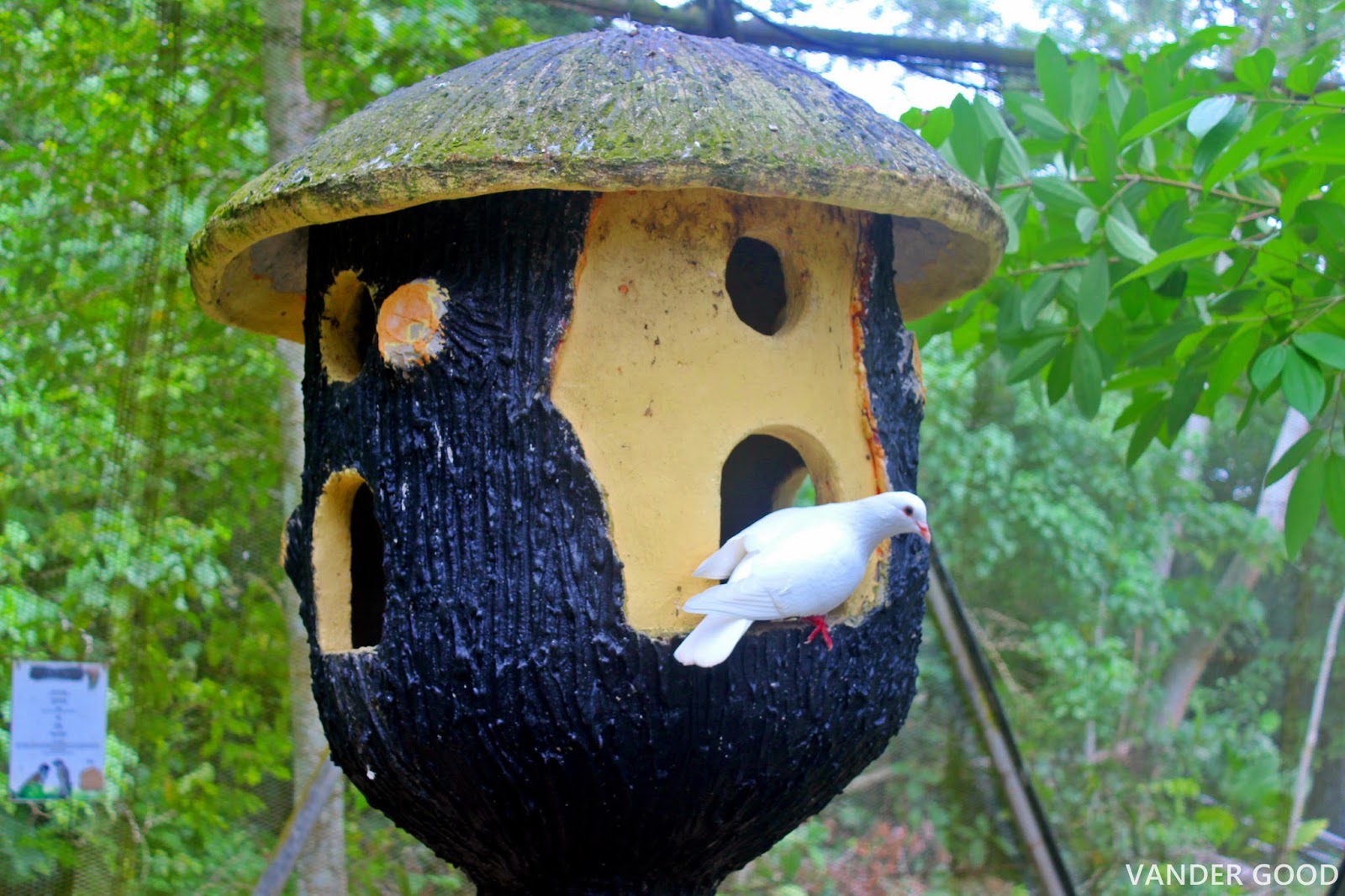 Spesial 41 Gambar Burung Kakaktua Untuk Mewarnai