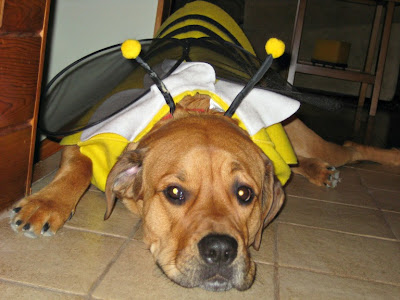 bumblebee dog costume - turtlesandtails.blogspot.com