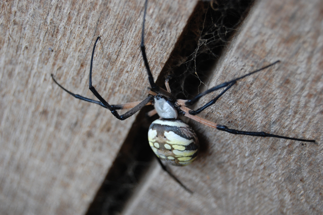Picture This!: Black and Yellow Garden Spider
