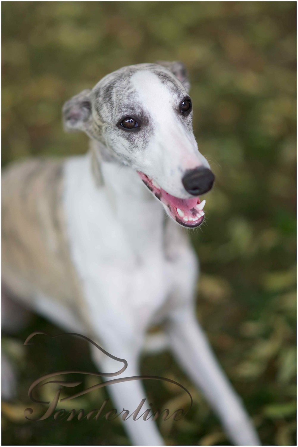 Whippet kennel Tenderline Na vrtu