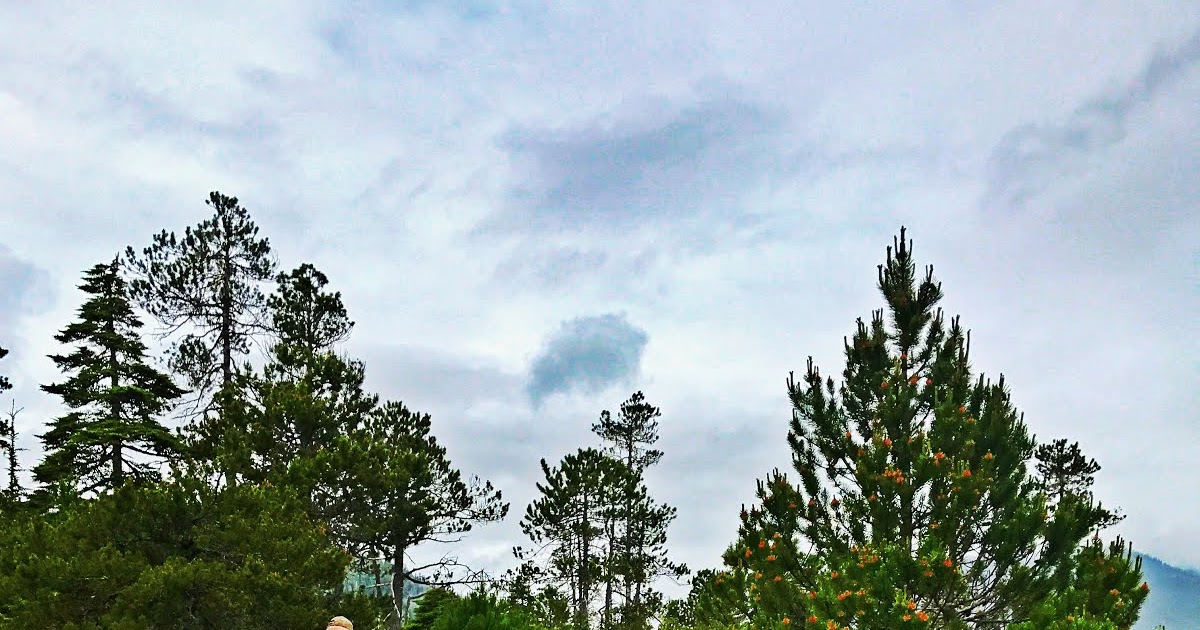 Gathering Hudson Bay Tea