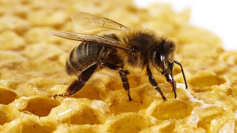 Politik Statt Poller 2018