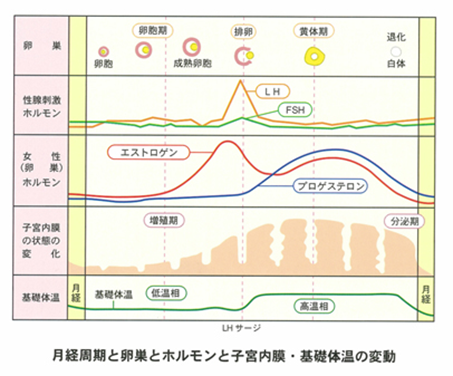 女性ホルモン製剤と休薬期間 薬局業務note