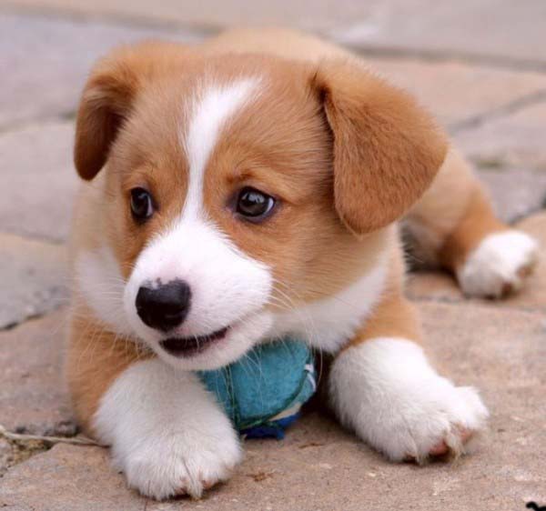 the cute dogs and puppies, nice wallpapers