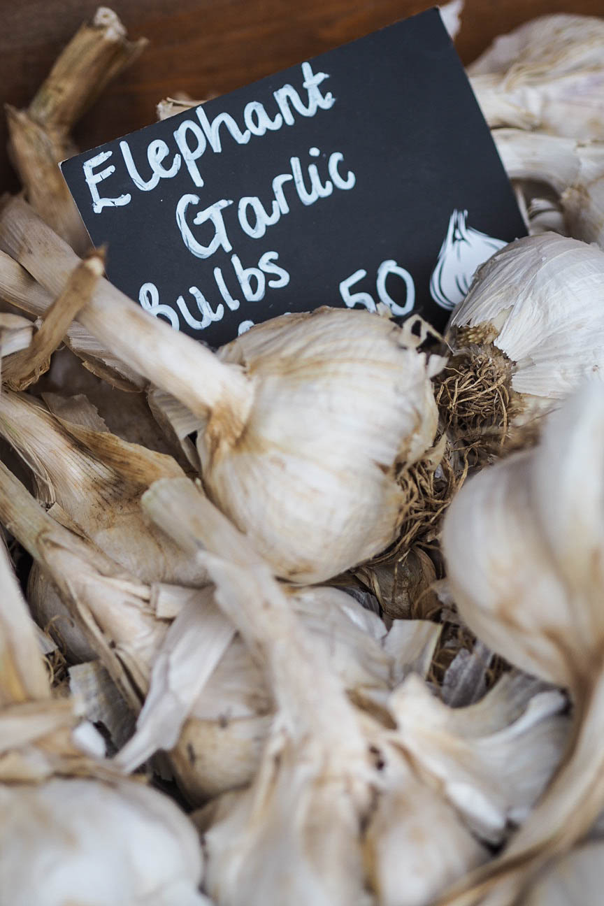 Elephant garlic bulbs