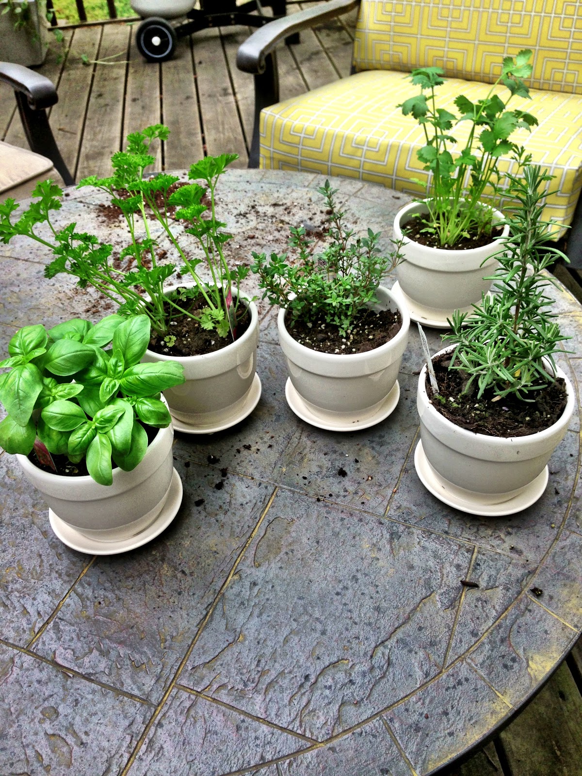 Twine Project Little Herb Garden