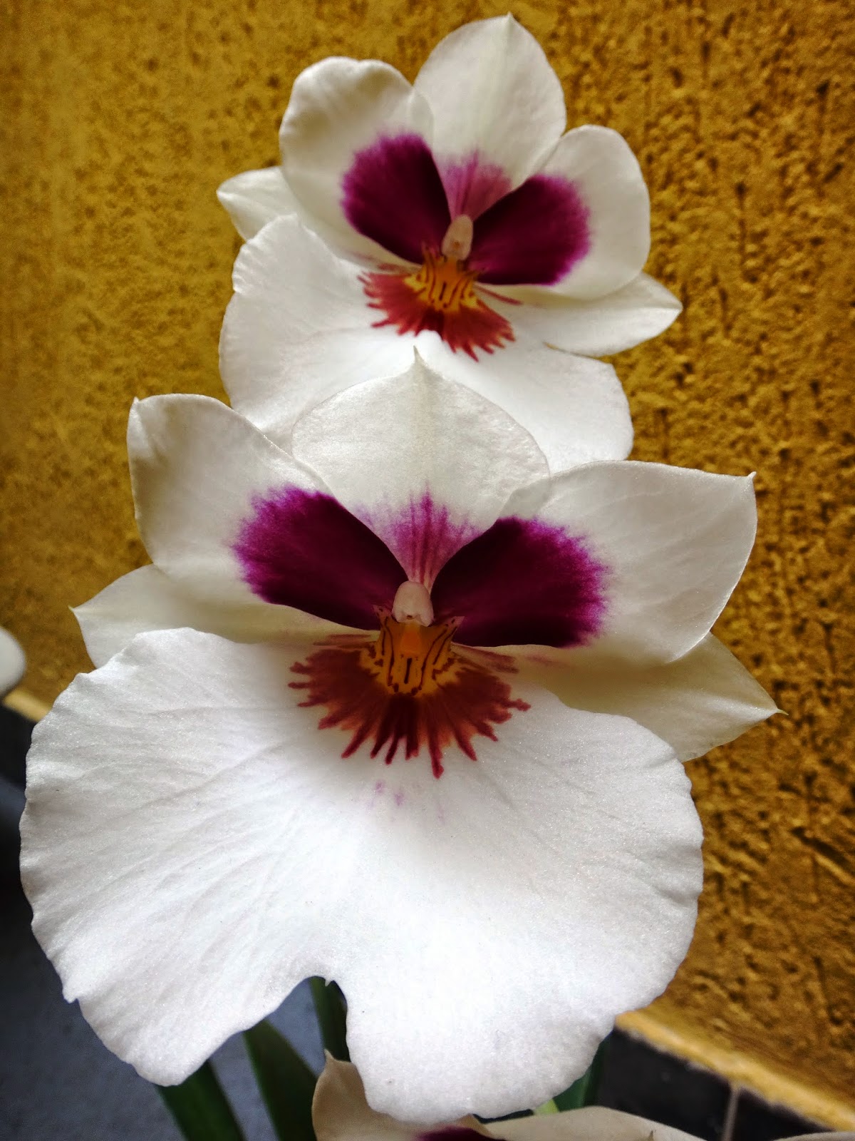 Uma flor por dia: Orquídea amor-perfeito