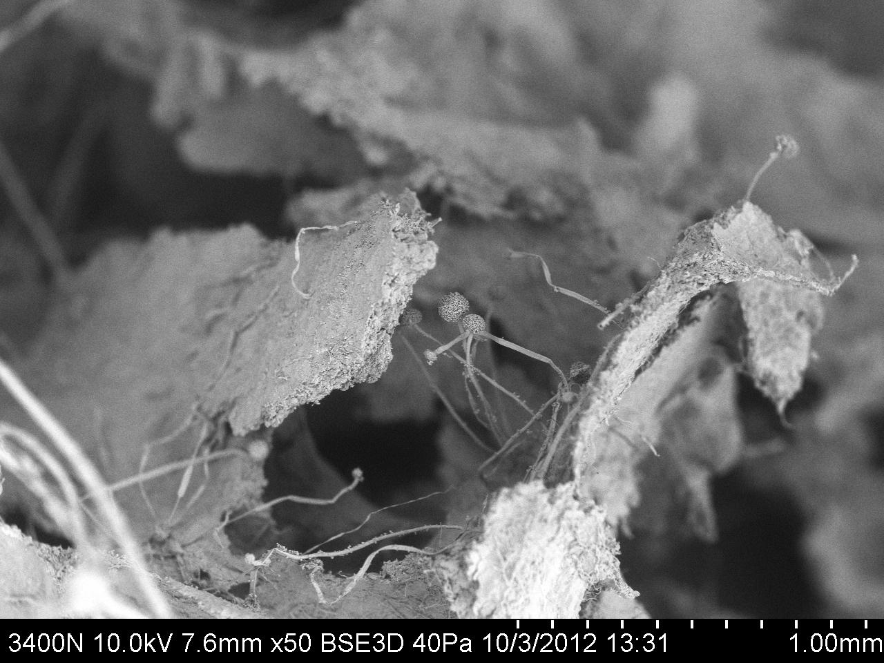 Scanning Electron Microscope Blog: Fungi - Images for Eastfield College ...