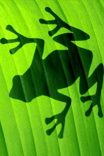 iPhoneZone: 20+ Most Beautiful Examples of Frog Wallpapers for iPhone