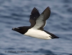 Birding Is Fun!: Flying Penguins Dead Razorbills and the Big Birding Drama Unfolding in FL
