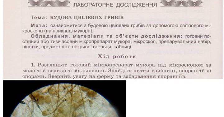 SCHOOL BIOLOGY CLUB: Лабораторне дослідження "Будова цвілевих грибів ...