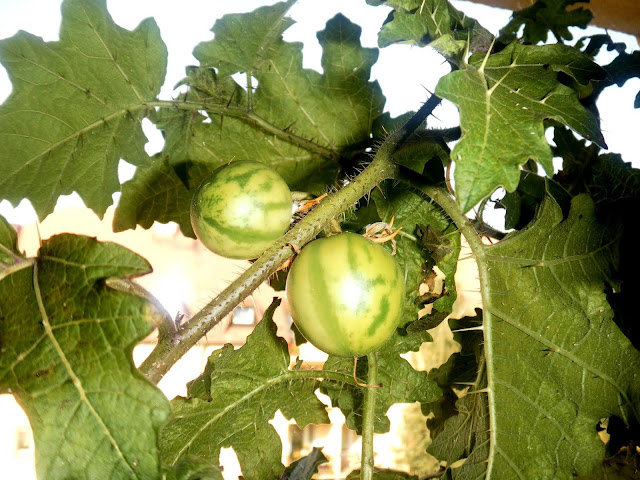 Yoa (Solanum palinacanthum)