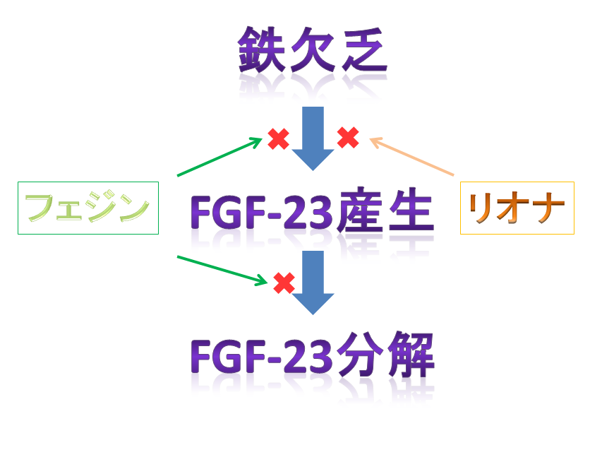 リオナとfgf 23の関係 薬局業務note