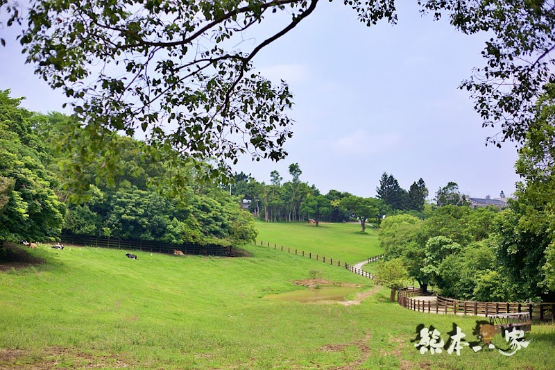 一秒到歐洲|苗栗飛牛牧場|最美牧場和大草原~野餐嬉戲觀乳牛、人工濕地護自然