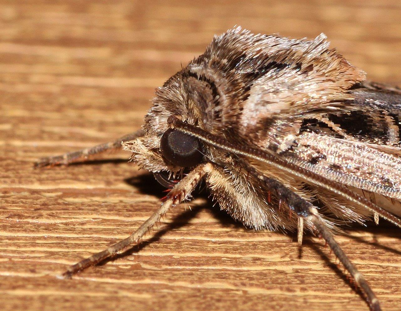 s nature s splendor western bean cutworm moth cutworm moth