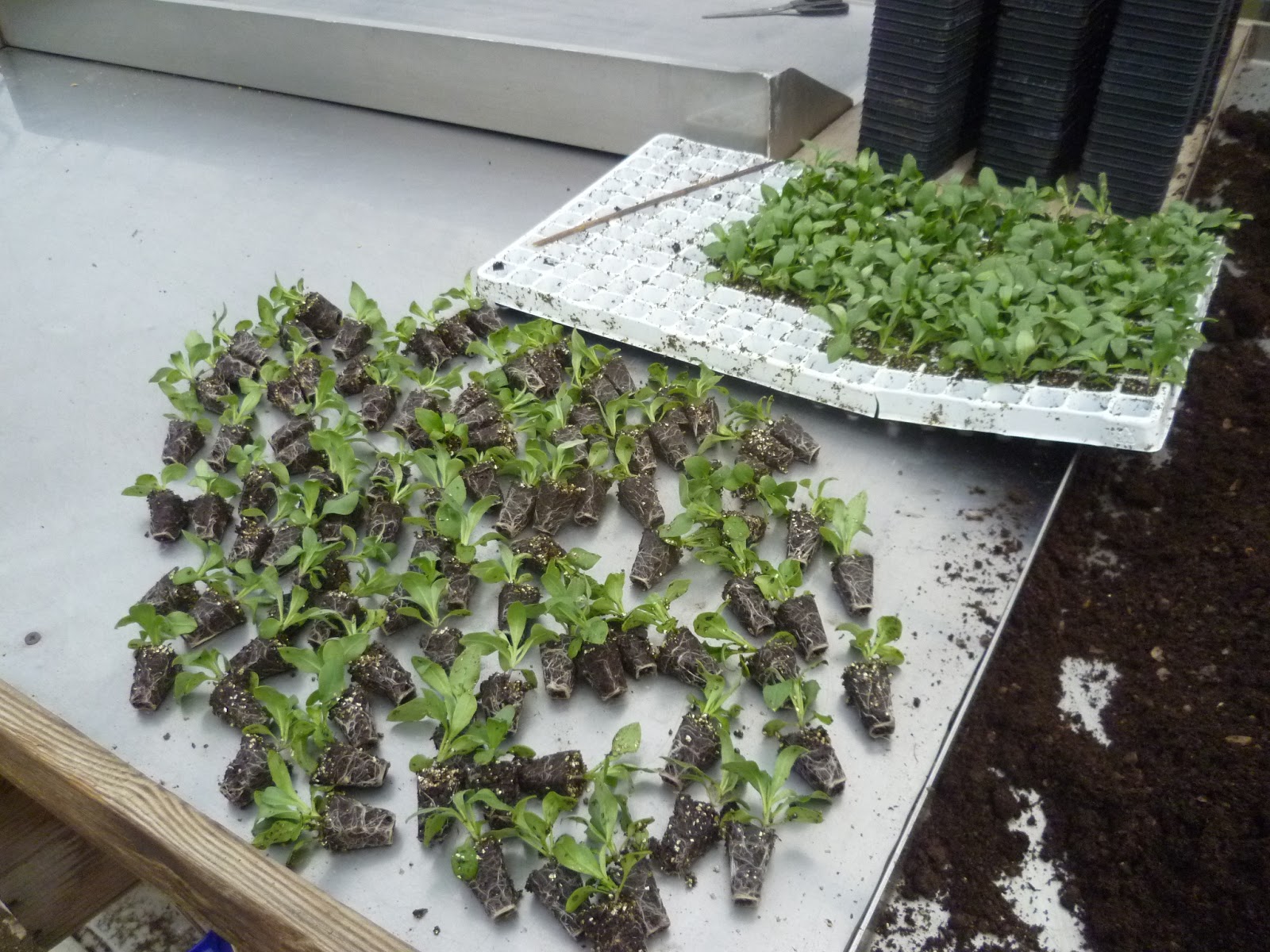 Worcester College Gardeners 20092018 Potting On Wallflower Plug Plants