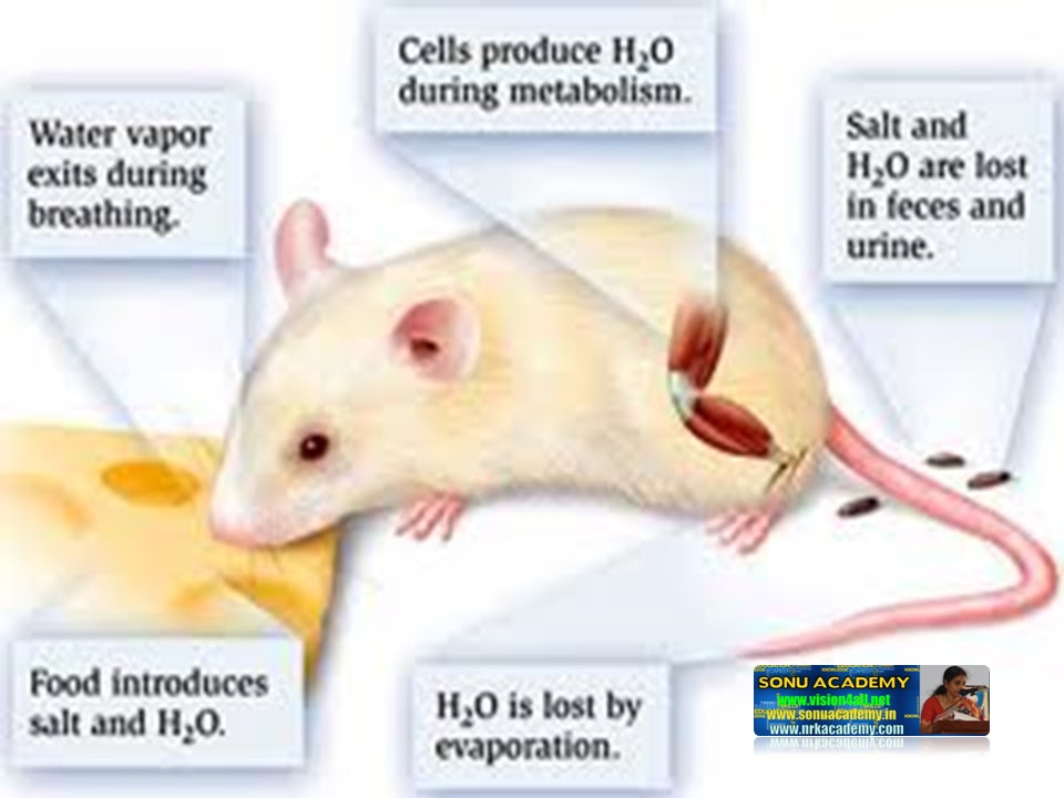 SONU ACADEMY EXCRETION IN PLANTSTEXT