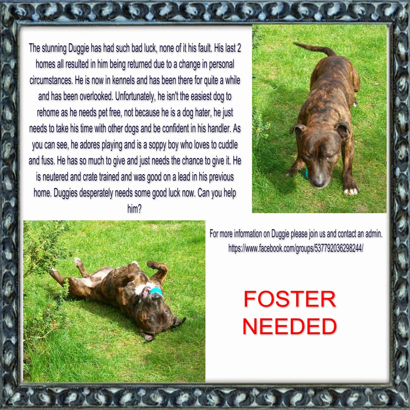 The Dog House Rescue URGENT Duggie, approx. 4 years old. Looking for a Foster or Forever Home