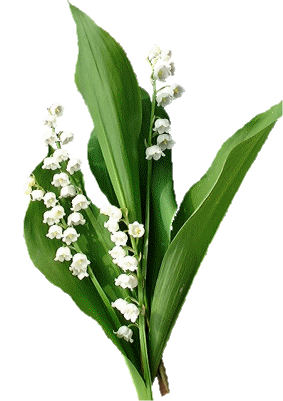 ForgetMeNot: Lilies of the valley