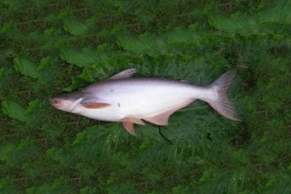 Klasifikasi dan Jenis (Kerabat) Ikan Patin Indonesia