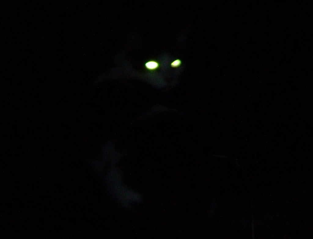 король и шут проклятый старый. глаза способные видеть в темноте. король и шут шут проклятый старый дом. ночная съемка видеонаблюдение. у кошки светятся глаза в темноте.