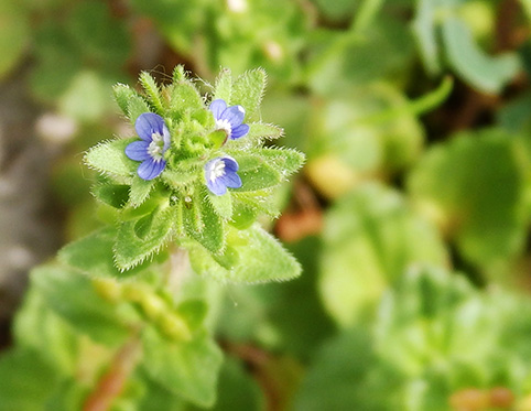 Trébol hediondo (Bituminaria bituminosa) flor silvestre azul