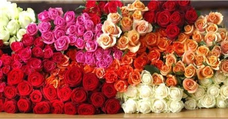 Arti Kata Nirmala dan Sinonimnya