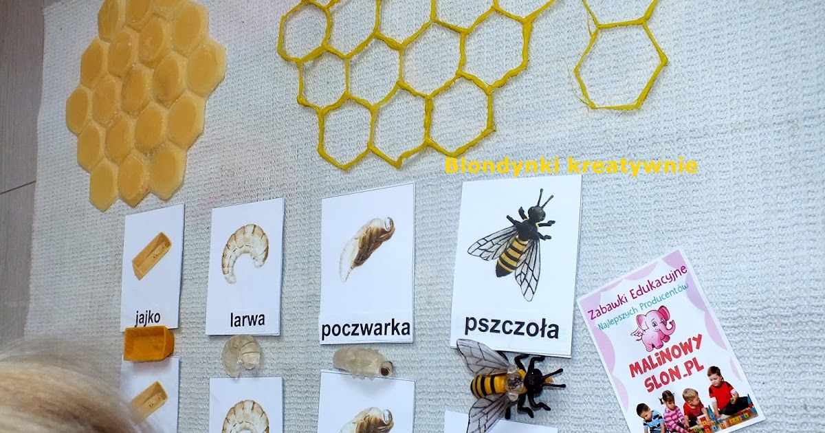 Jaki Procent Długości Swojego życia Pszczoły Przeznaczają Na Wychowanie PSZCZOŁA- CYKL ŻYCIA | Blondynki kreatywnie