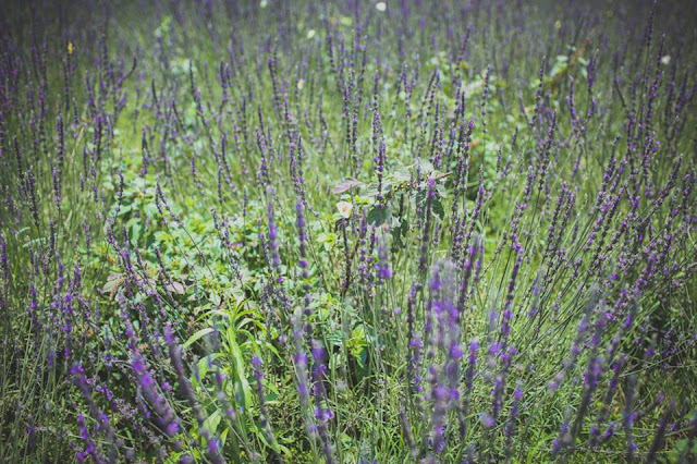 Thêm một đồi hoa oải hương (Lavender) đẹp xuất sắc ở Đà Lạt