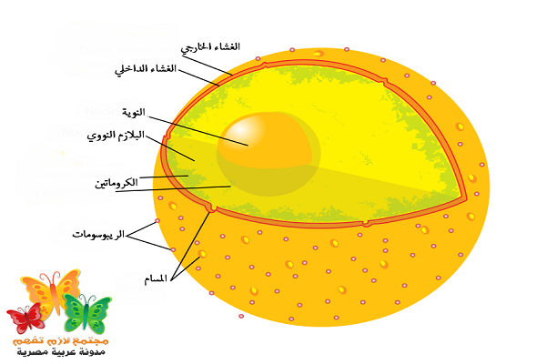 What-is-Cell-Nucleus-Definition-ما-هو-تعريف-نواة-الخلية