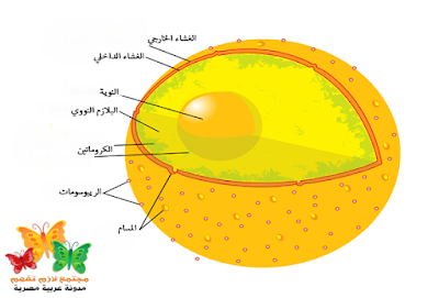 العضيات الموجودة في الخلية الحيوانية