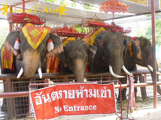 Thai elephants in Ayutthaya Historical Park