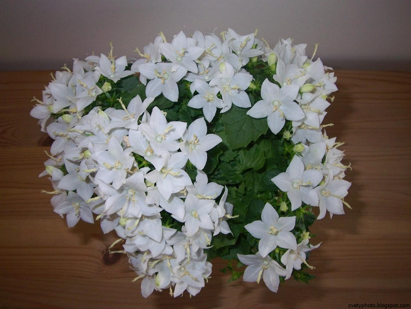 домашний цветок с большими белыми цветами