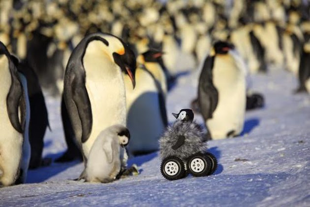 Científicos crean un robot pingüino para estudiar a estos animales sin estresarlos