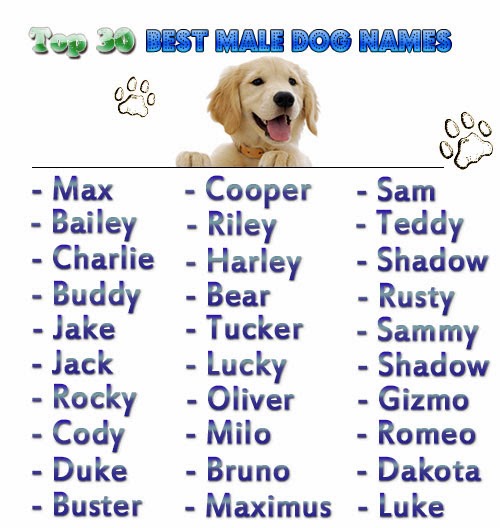  Pet names for male dogs 