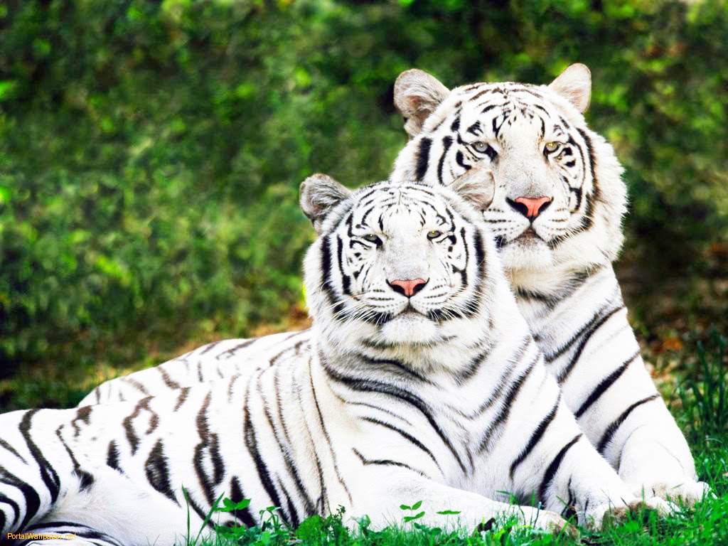 Animal World: Tigres