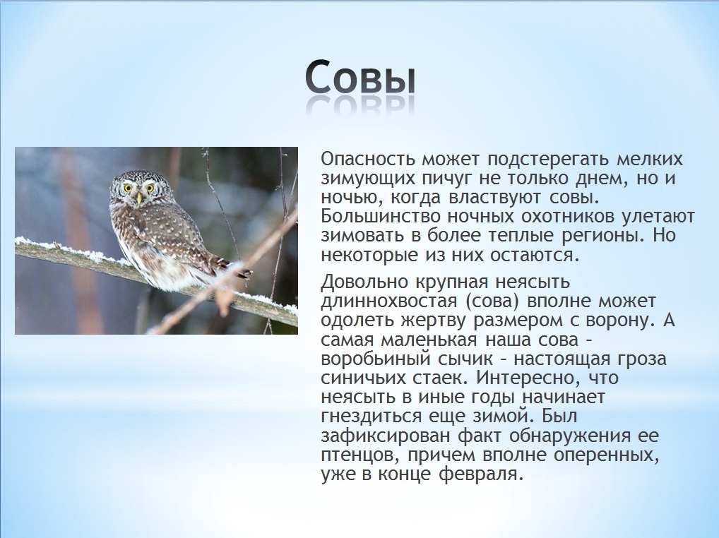 Сова Перелетная птица или оседлая. Сова оседлая птица. Сова кочующая птица или оседлая. Филин Перелетная птица