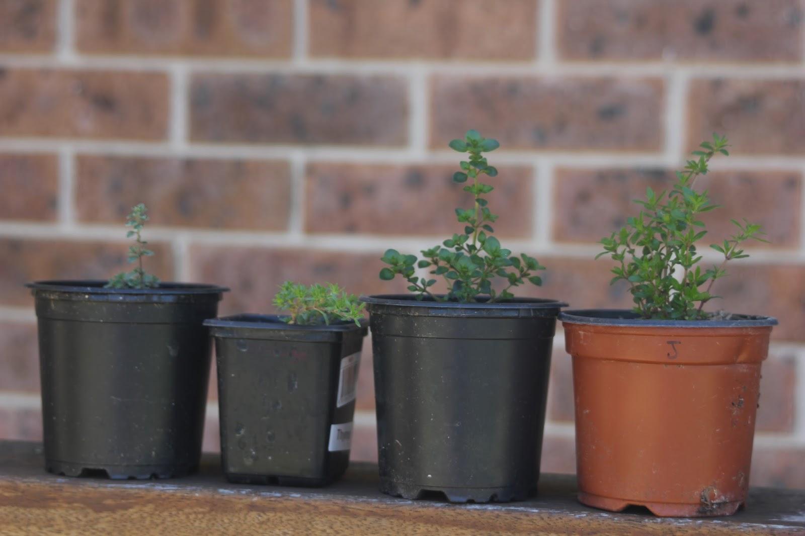 Grow Lemon Thyme Indoors