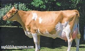 ineklerin sut verimi nelere baglidir