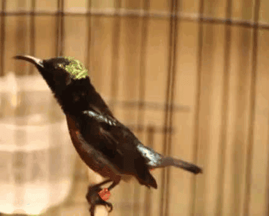 Suara Kicau Burung Kolibri Ninja Gacor Full Isian Birdelite