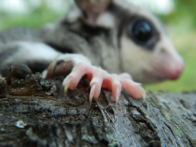 The Compulsive Ramblings Of A Philotherian Possibly the cutest sugar